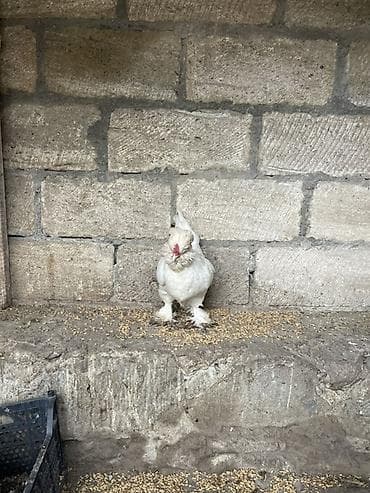 Курица, Для разведения, Платная доставка, Доставка в районы, Самовывоз — 5