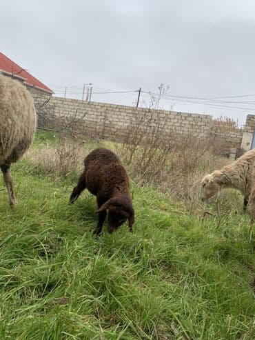 Dişi quzu satılır yetimdi anası ölüb
