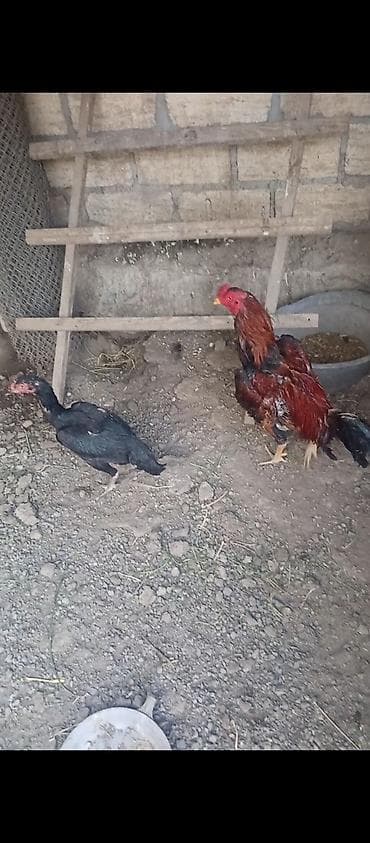 Kənd təsərrüfatı quşları: Xoruz, il: <1, Ünvandan götürmə — 3