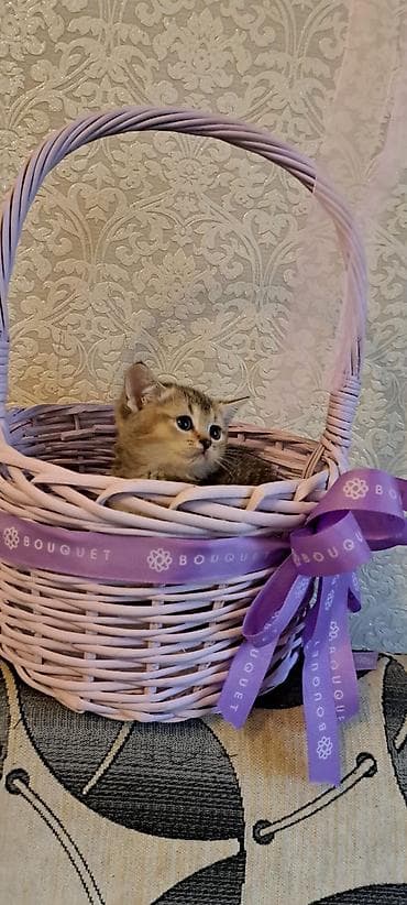 toxuma sap: Hədiyyə səbəti, rəng - Bənövşəyi — 6