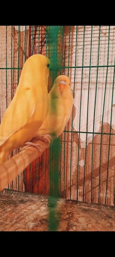 Собаки: Cavan çex cüt 3-4 — 3