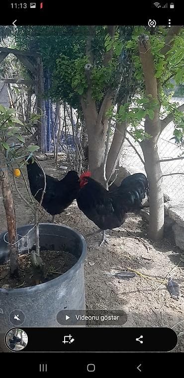 Toyuq, Damazlıq