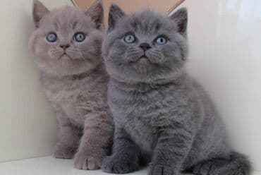 ag pisik: Şotland, Erkək, Dişi, Ödənişli çatdırılma — 4