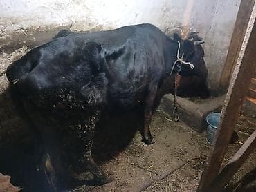 pişik dişi: Yemde olan maldi cavan etlik — 2