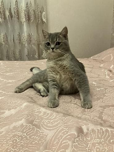 ankara pişiyi: Yaxşı əllərə — 2