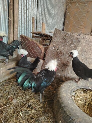 itlərə verilən adlar: Toyuq, Damazlıq — 1