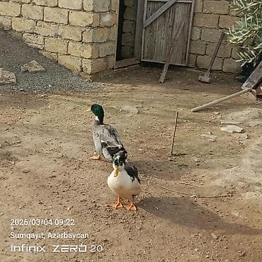 Cücələr: Damazlığ istiyən buyurusun deməy olar ki çoxu yumurtduyur Qiymət lal — 2