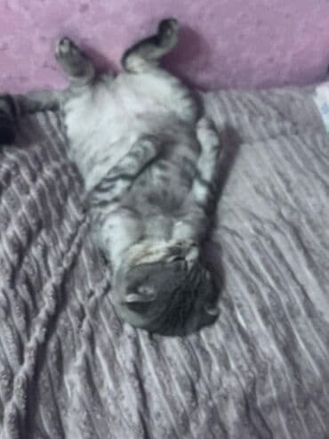 şinşila pişik: Tabbi, Yaxşı əllərə — 2