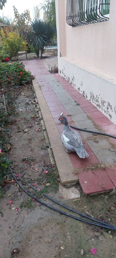 Audi: Temiz qan lavada ordey balaları datilir — 1