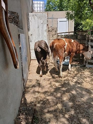 at satilir: Satılır: cinsli buzovlar Məhsul təsviri: - Şəkillərdə olan müxtəlif — 3