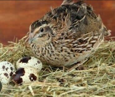 oglan usaqlari ucun tortlar: Bıldırcın yumurtası

20 QEPIK HEM MAYALI HEM QIDA UNVAN QARACUXUR — 2