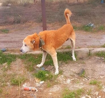 Akvariumlar: Alabay — 6