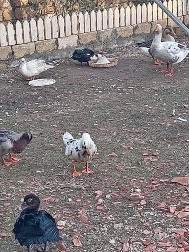 Inəklər, öküzlər: 30 ədəd 2 aylıq Lal ördək balaları. 9 ədəd böyük Lal ördək. 2 ədəd — 9