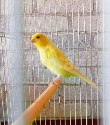 qaşqaldaq quşu: Parlaq sarı rəngli kanareyka - Növ: Kanareyka (sərçəkimilər ailəsi) - — 1