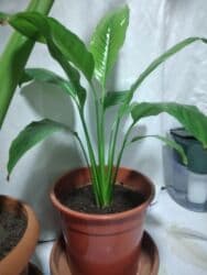 Gübrələr: Ev üçün dekorativ otaq bitkiləri dəsti - Fil qulağı/alokaziya tiplı — 5