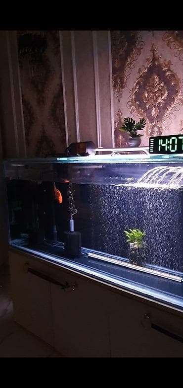 heyvanlar: 450 litr həcmli böyük akvarium satılır. (2000₼ pul qoyulub) premium — 2