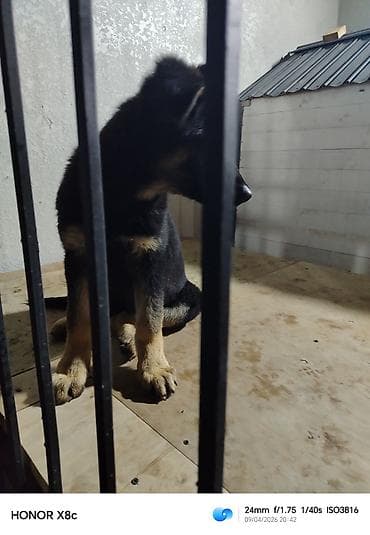 keclər: Alman çoban iti — 3