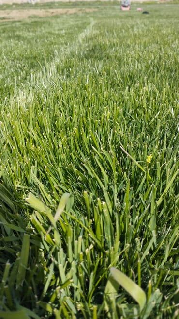 otlar: Yaşıllaşdırma üçün nəzərdə tutulmuş təbii ot örtüyü. Həyətlərdə — 2