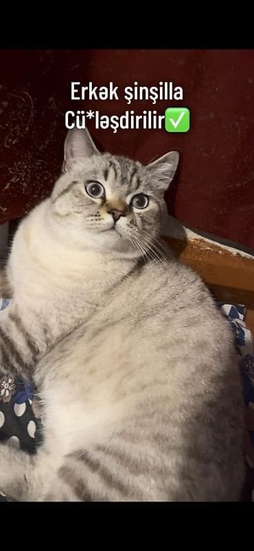 Şinşilla, Erkək, Cütləşmə üçün