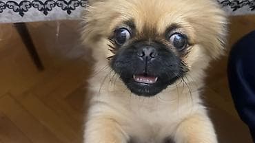 Pekines, 4 ay, Dişi, Peyvəndli, Ünvandan götürmə, Ödənişli çatdırılma