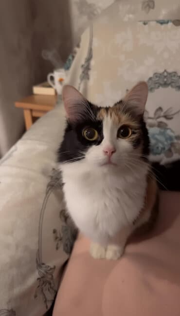 pişik: Şinşilla, Dişi, Yaxşı əllərə, Ünvandan götürmə — 1