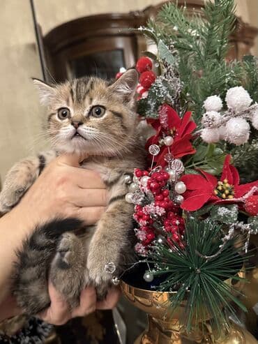 balaca pisikler: Şotland — 9