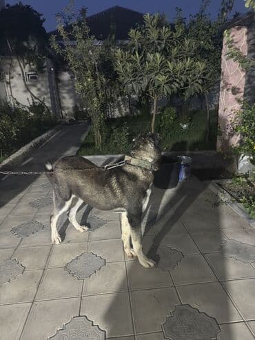 it alanlar: Qurdbasar, 8 ay, Erkek, Peyvəndli, Ünvandan götürmə — 7