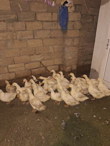 KG SI 15M ÖRDƏKLƏR GƏDƏBƏYDƏ YETİŞİB Ağ ördəklər – təsərrüfat üçün