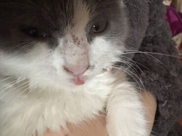 возьму котенка бесплатно: В добрые руки — 4