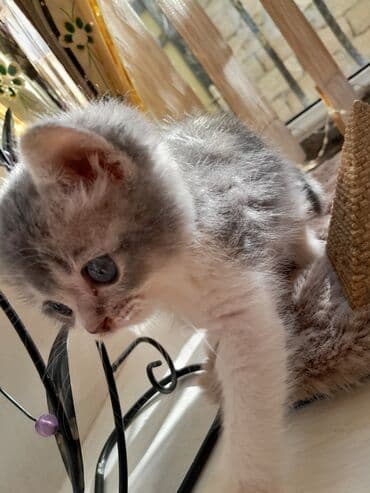 ag pişik: Britan — 5