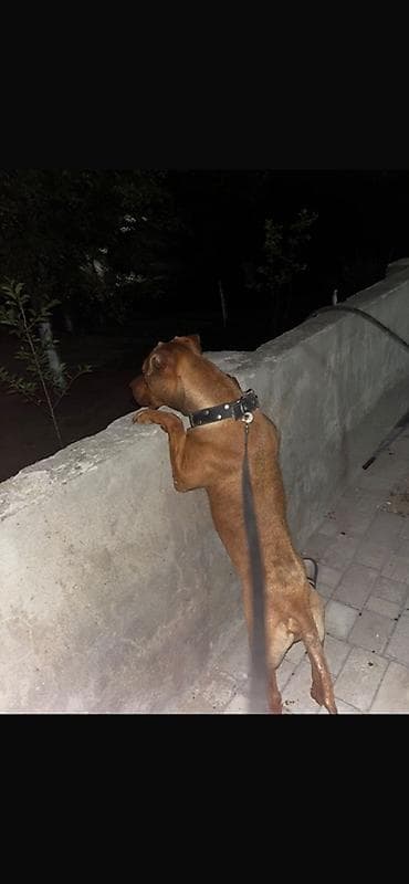 pitbular: Pitbul, Erkek — 1