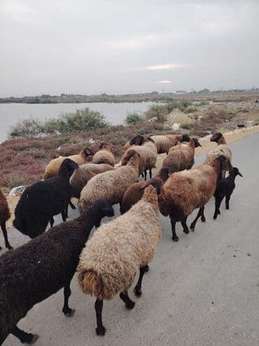 simental inekler azerbaycanda: Qala cinsi qoyunlar razılaşma yolu ilə — 14
