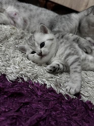 boz pişik adları: Şinşilla, Erkək, Dişi, Yaxşı əllərə, Pulsuz çatdırılma — 1