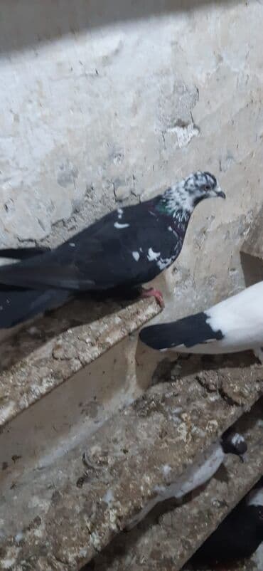 İtlər: 3 eded cil 40 azn tek tek isdeseniz 1 eded 15 azn 2 si erkek 1 maya — 2