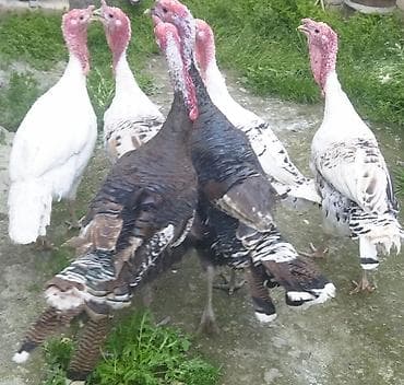 dovşan eti: Məhsul: Hind toyuğu (canlı və kəsilmiş)diri 1kq 14m temiz 1kq 15m — 2