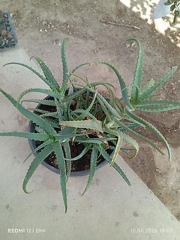 mis tavalar: Aloe vera (sukkulent) – iri plastik dibçəklə birlikdə - Bitki: Aloe — 3