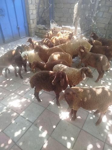 qoyun əti: Qoyun-quzu sürüsü satılır 27 quzudu biri 185 lə endirim olacaq kom — 2