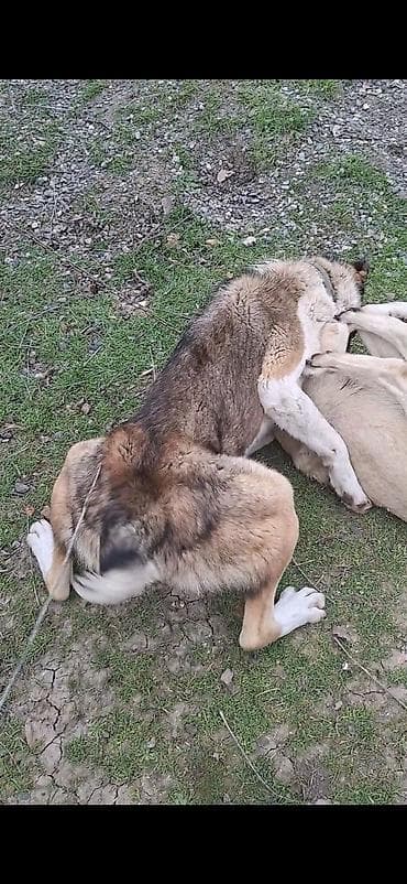 cütlə: 1yaş 3aylıqdı birdefe döyuşub yaxşı eleşmeyi var tecili satıram riyal — 1