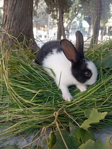 dovşan yuvasi: Ev dovşanları – qara‑ağ rəngli, uzunqulaqlı, zərif naxışlı balalar — 1