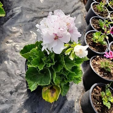 ekran gul sekilleri: Felerqoniua — 5