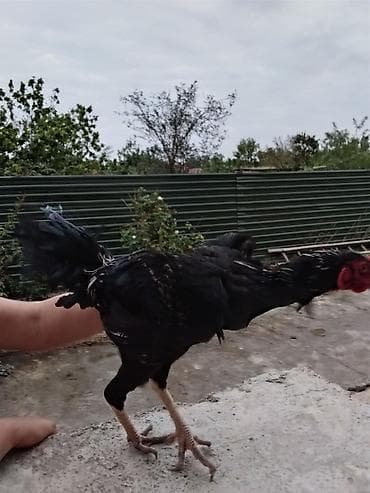 heyratı samo: Həyratı xoruz.7 aylıqdır və Güclüdür.Ödəniş razılaşma rolu ilə — 1