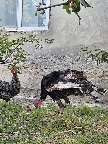 danisan qus: Erkək, Kanada, Damazlıq, Ödənişli çatdırılma — 9