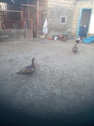 lal ordək balaları: Erkək, | Lal ördək, Damazlıq — 2
