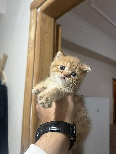 pişik sahiblendirilir: Şinşilla — 2