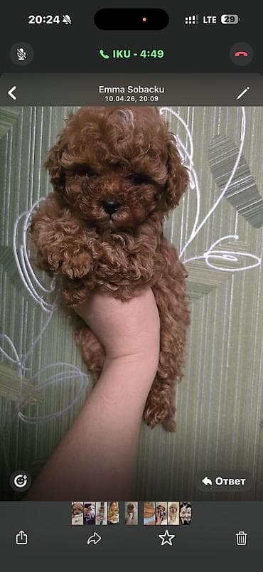 Pudel, 2 ay, Dişi, Rayonlara çatdırılma, Ödənişli çatdırılma