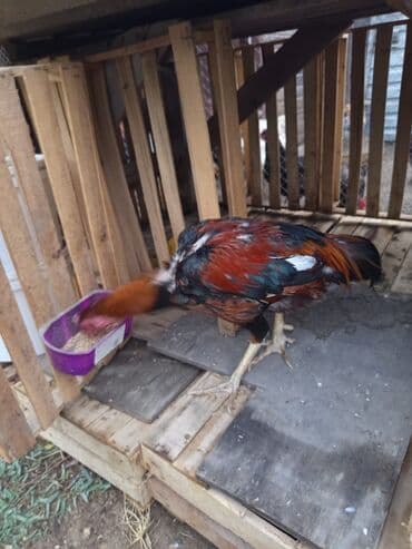 arpa toxumu satışı: Heyratı xoruz satılır 8-ayliqdi 60 AZN satılırbarterdə olunur — 5