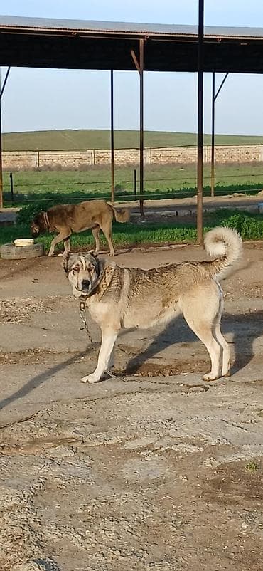 Qurdbasar, 2 il, Dişi, Peyvəndli lalafo.az -da Qurdbasar, 2 il, Dişi, Peyvəndli