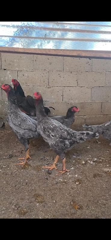 kənd heyvanları: Toyuq, Damazlıq — 4