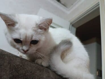 Аквариумы: Шиншилла, Самка — 2