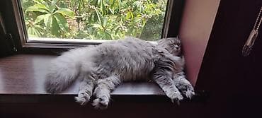 pişikləri: Britan — 9